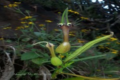 Ceropegia mahabalei